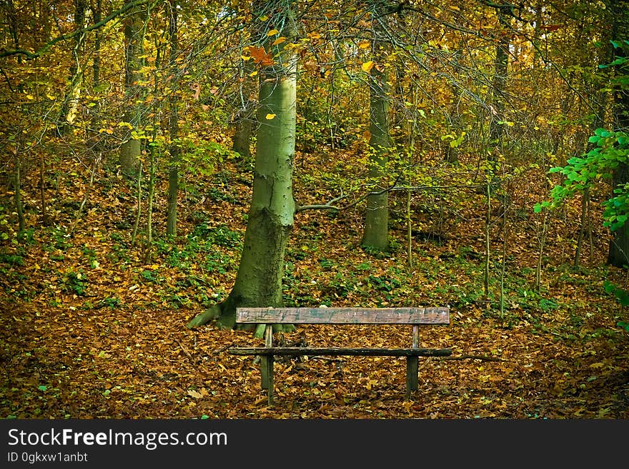 Bench in Park during Autumn