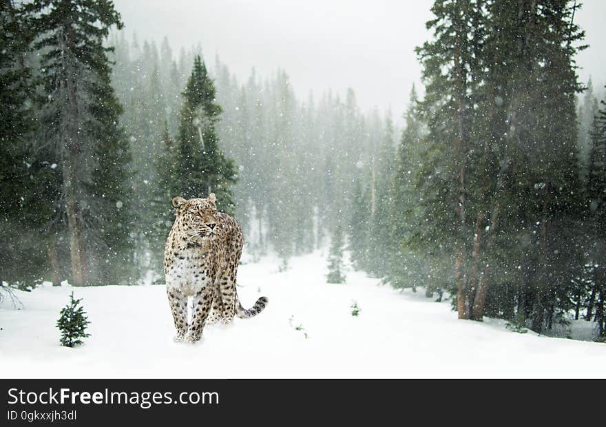 A leopard standing in the snow in a forest. A leopard standing in the snow in a forest.