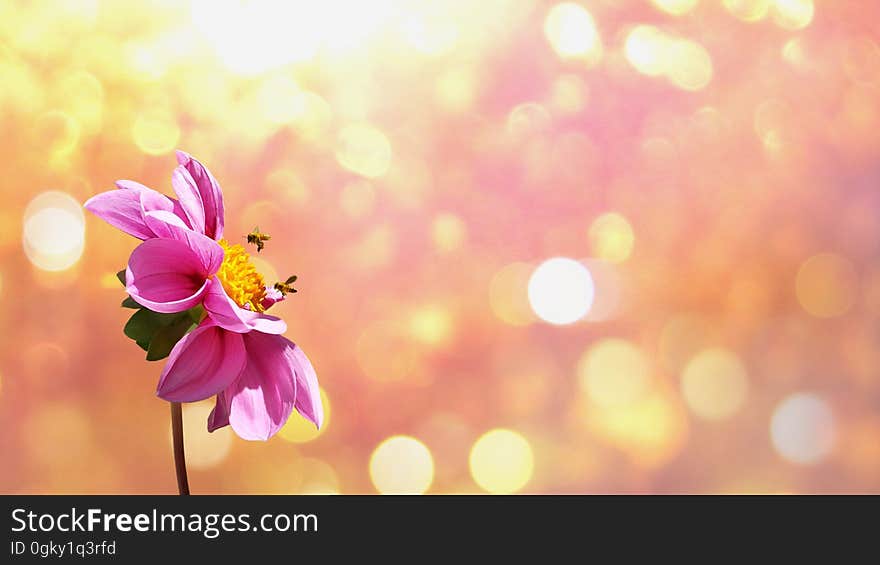 Bees on a flower in garden with blurred background. Bees on a flower in garden with blurred background.