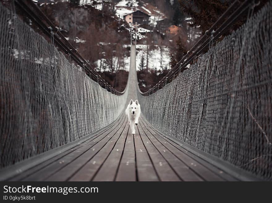 Dog Running On Bridge