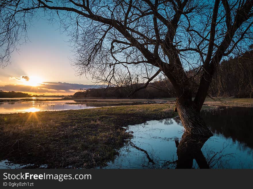 A leafless tree on a lake coast and the setting sun reflecting on the lake surface. A leafless tree on a lake coast and the setting sun reflecting on the lake surface.