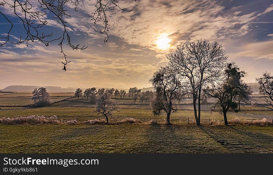 Scenic view of trees in countryside field at sunset. Scenic view of trees in countryside field at sunset.