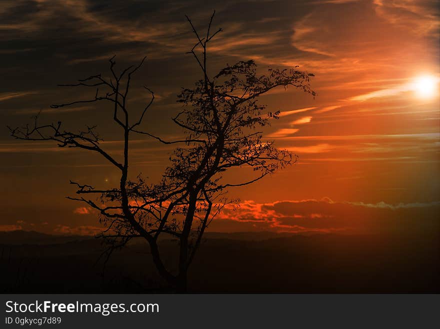 A bare leafless tree in a dark landscape but bright orange glow in the sky. A bare leafless tree in a dark landscape but bright orange glow in the sky.