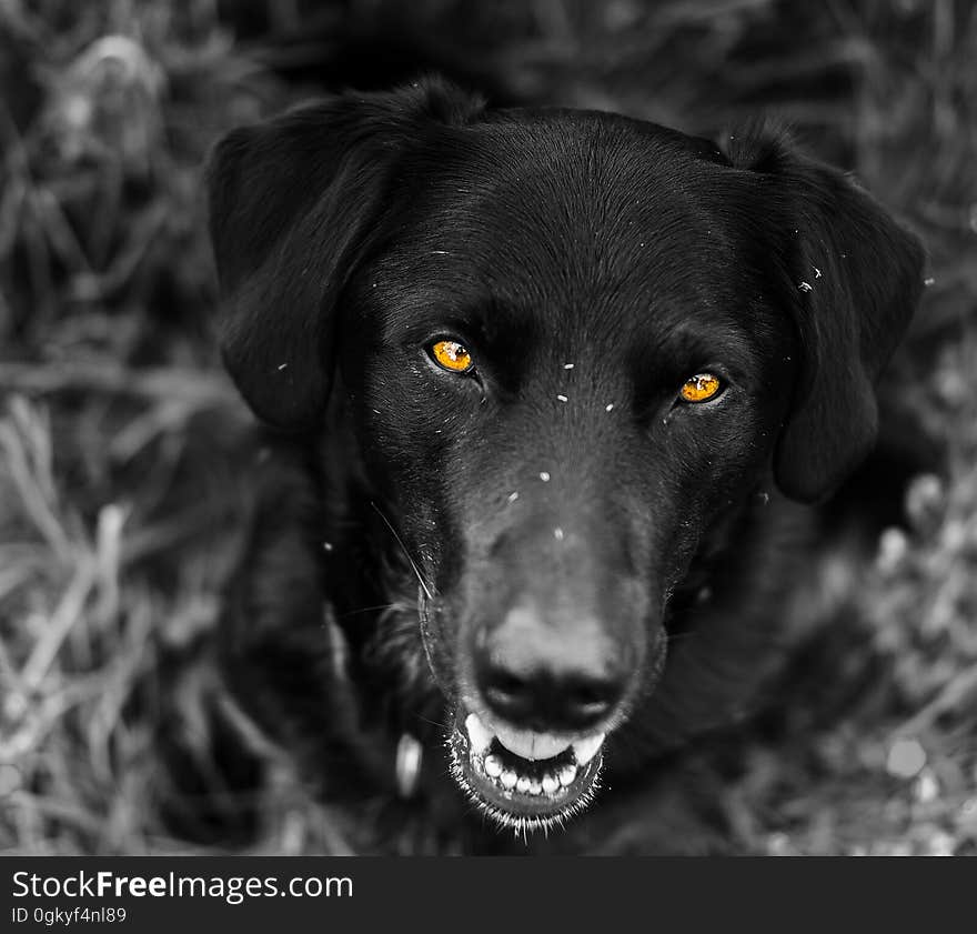 A portrait of a black Labrador outdoor. A portrait of a black Labrador outdoor.