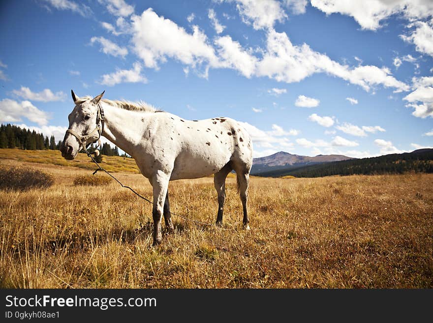 A white horse standing in a field. A white horse standing in a field.