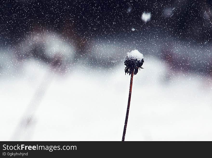 The remains of a dandelion flower (seed clock blown away) in Winter with snow falling. The remains of a dandelion flower (seed clock blown away) in Winter with snow falling.