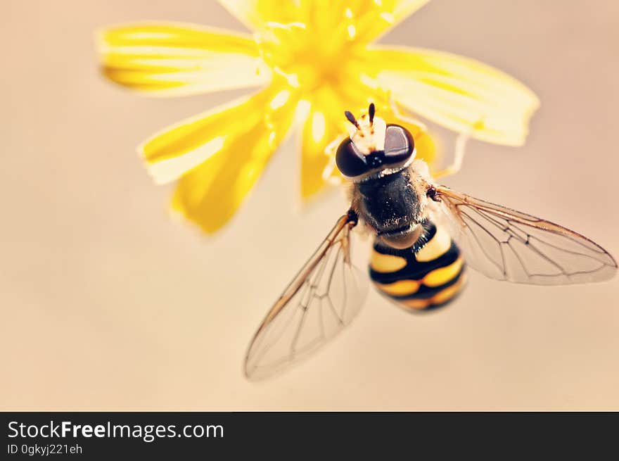 Closeup of wasp which has alighted on a yellow flower with selective focus on the insect. Closeup of wasp which has alighted on a yellow flower with selective focus on the insect.