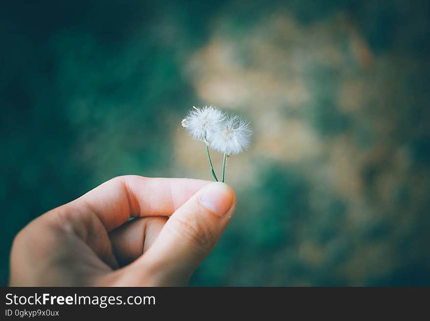 A man holding a pair of small flowers on a field. A man holding a pair of small flowers on a field.