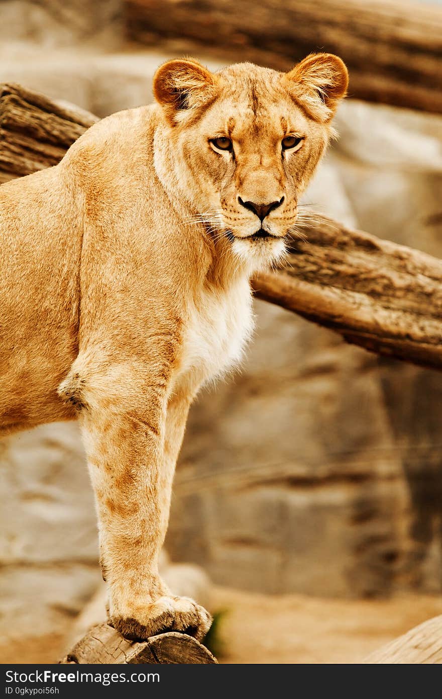 Lioness Beside on Brown Wood