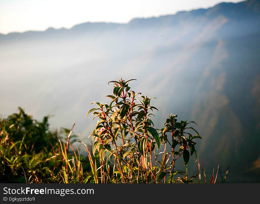 Light hitting the plants on the mountain side. Light hitting the plants on the mountain side.