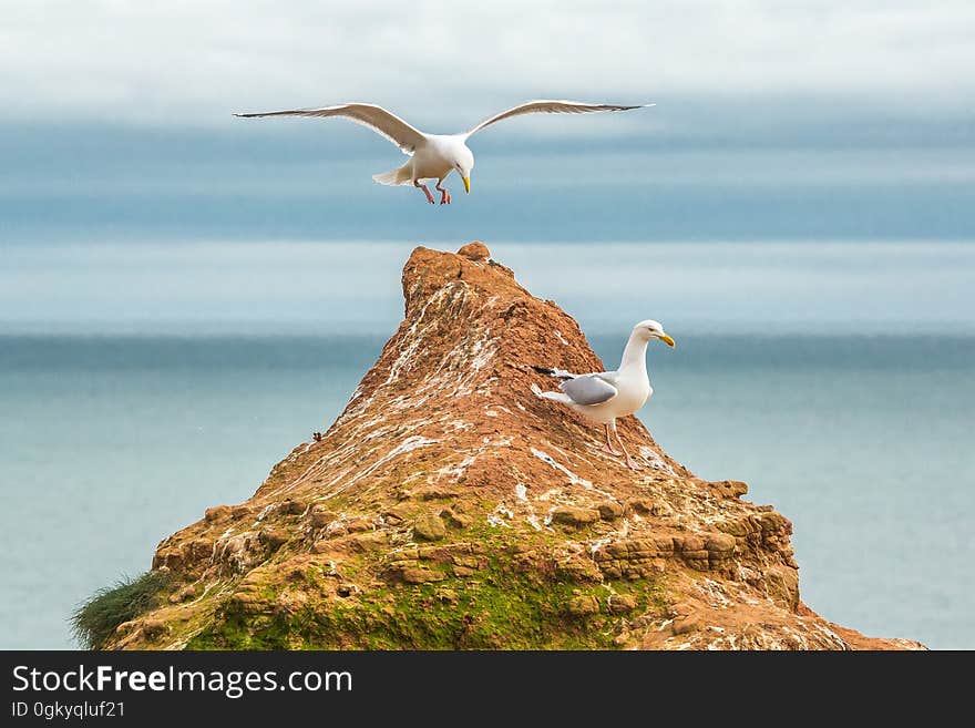 A seagull landing on an islet at sea. A seagull landing on an islet at sea.