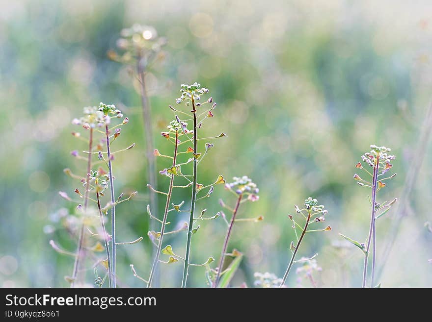 Blooming wild flowers on a meadow in the summer.