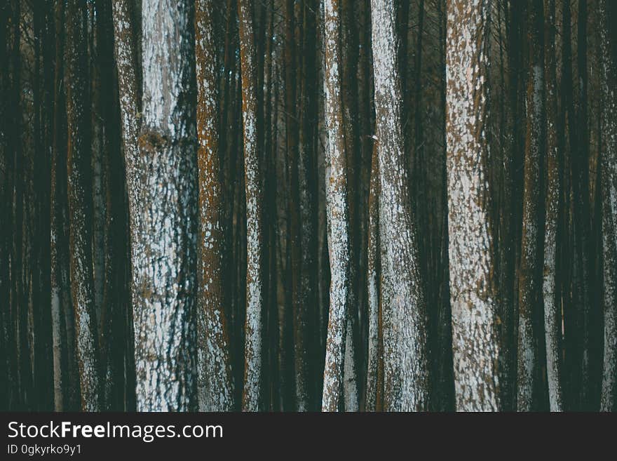 Closeup of trees in a forest.