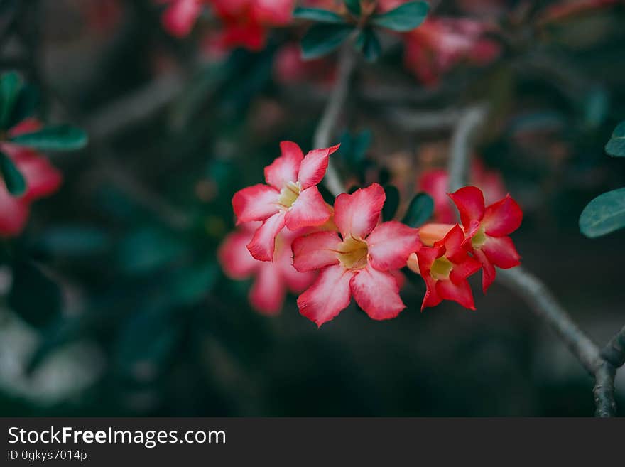 Red and pink flowers blooming on branch. Red and pink flowers blooming on branch.