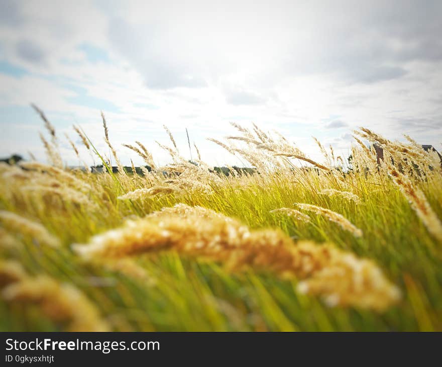 A green field with grasses in the wind. A green field with grasses in the wind.