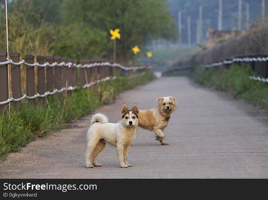 Pair of domestic dogs standing on walking path through grassland on sunny day. Pair of domestic dogs standing on walking path through grassland on sunny day.