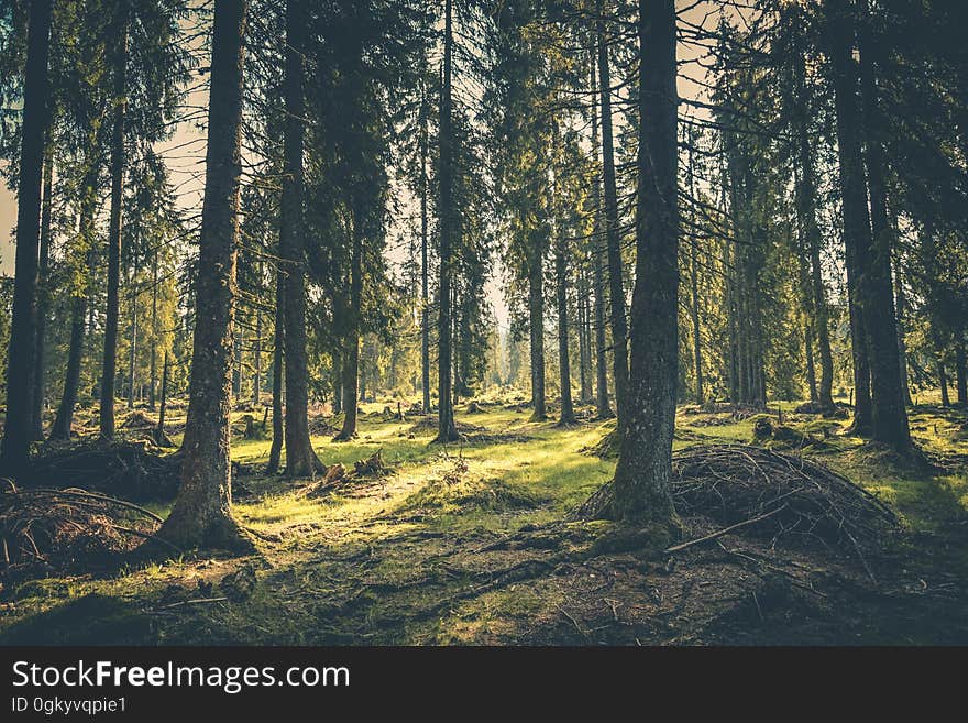 Sunshine on green grass in pine forest. Sunshine on green grass in pine forest.