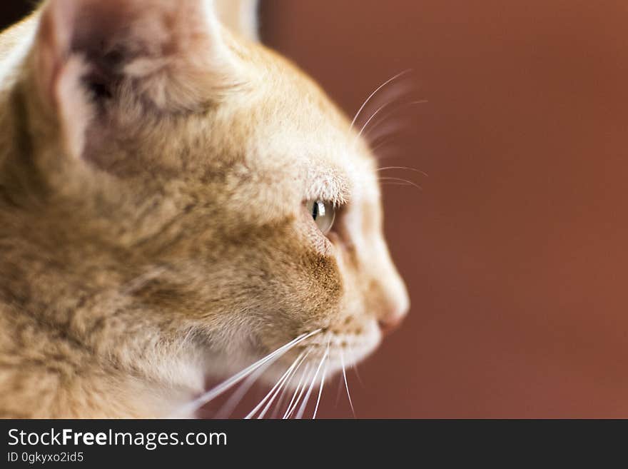 A close up of a ginger tabby cat. A close up of a ginger tabby cat.