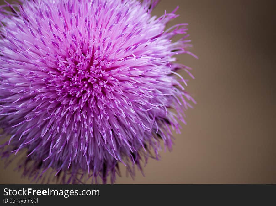 A close up of a flowering decorative onion blossom. A close up of a flowering decorative onion blossom.