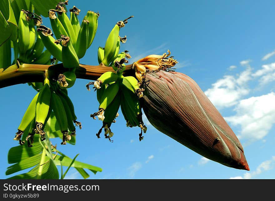 Banana Tree Under Blue Cloudy Sky