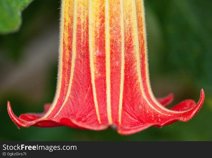 Red White Upside Down Flower