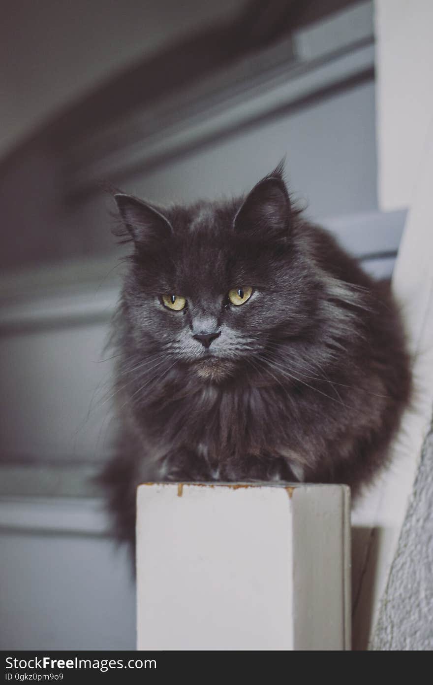 A black furry cat sitting on a wooden pillar. A black furry cat sitting on a wooden pillar.