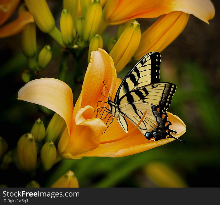 Black and White Butterfly Perch on Yellow Petaled Flower