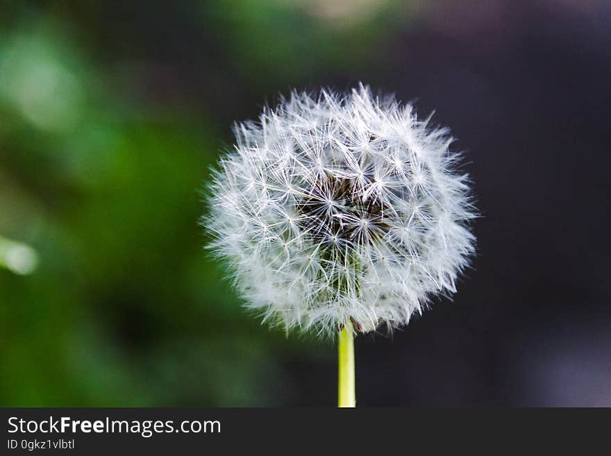 Closeup of a dandelion gone to seed.