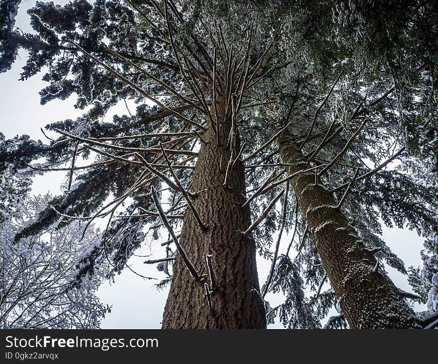 Green Pine Tree Under White Sky