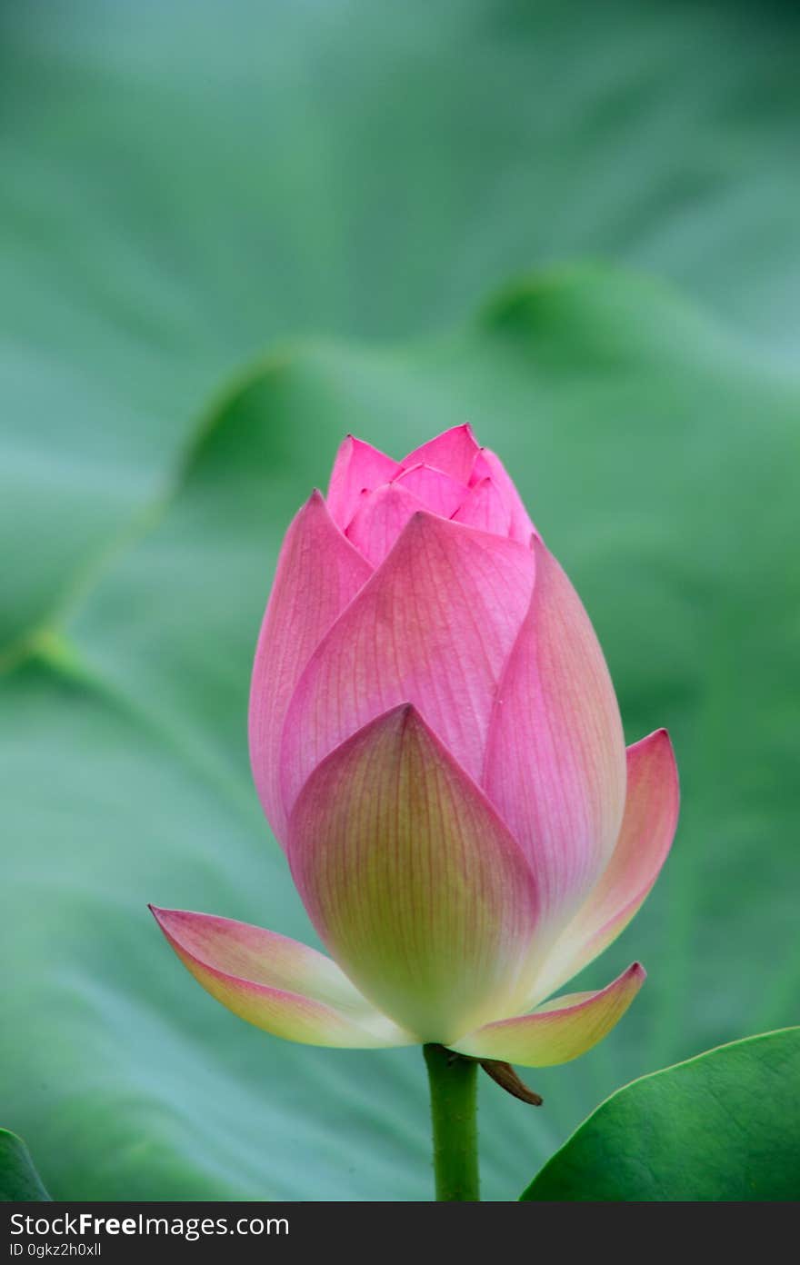 A pink lotus bud waiting to bloom.