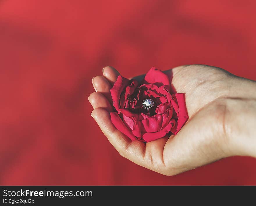 Open palm of hand holding diamond ring nestled in red rose petals against red background. Open palm of hand holding diamond ring nestled in red rose petals against red background.