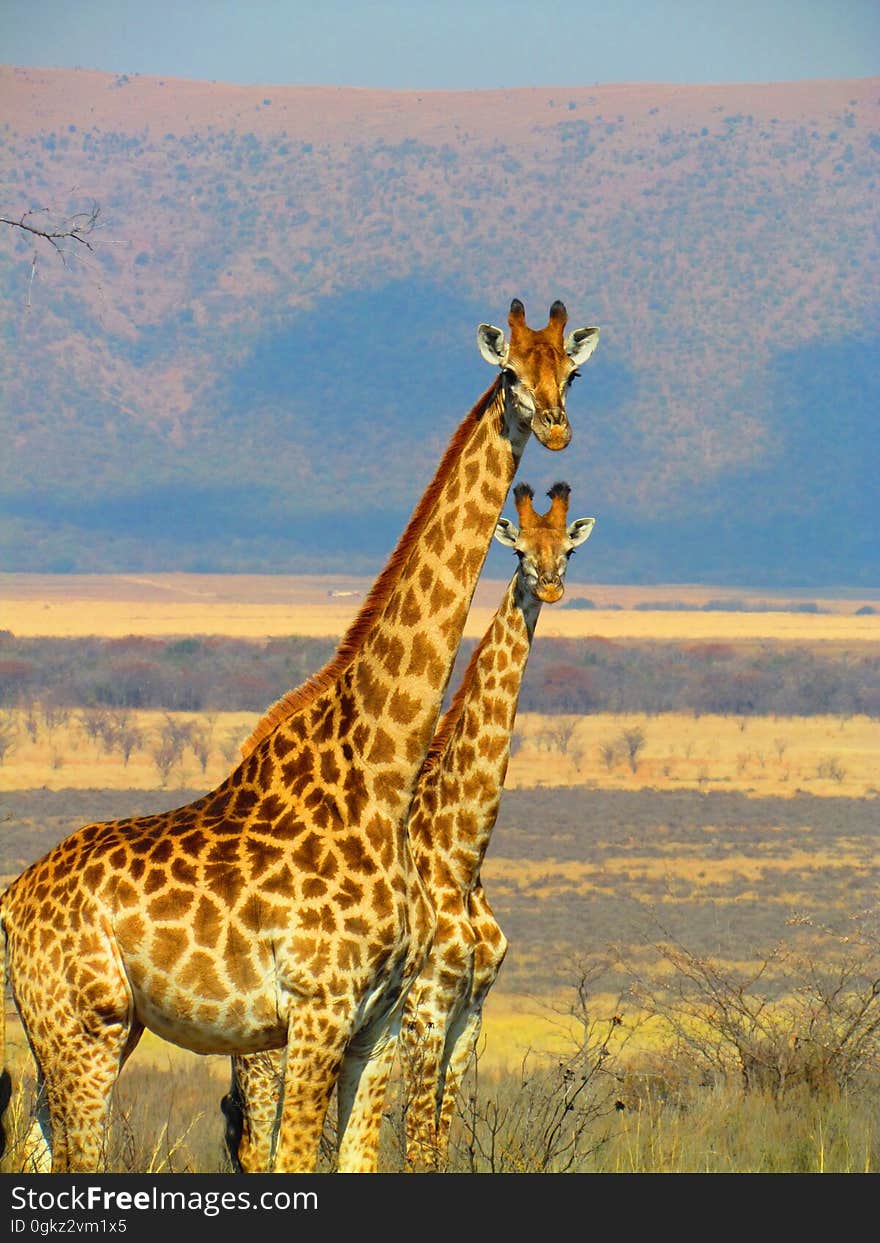 2 Giraffe on Green Grass Field in Close Up Photography