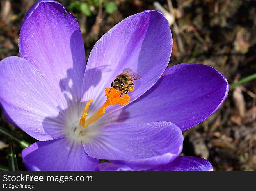 Bee on Purple Petaled Flower