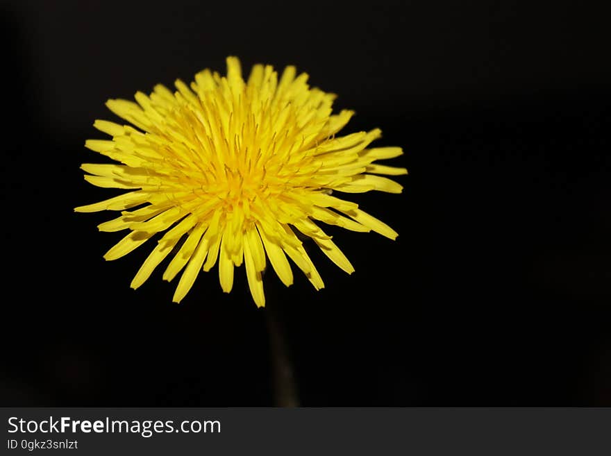 Close Photography of Yellow Aster