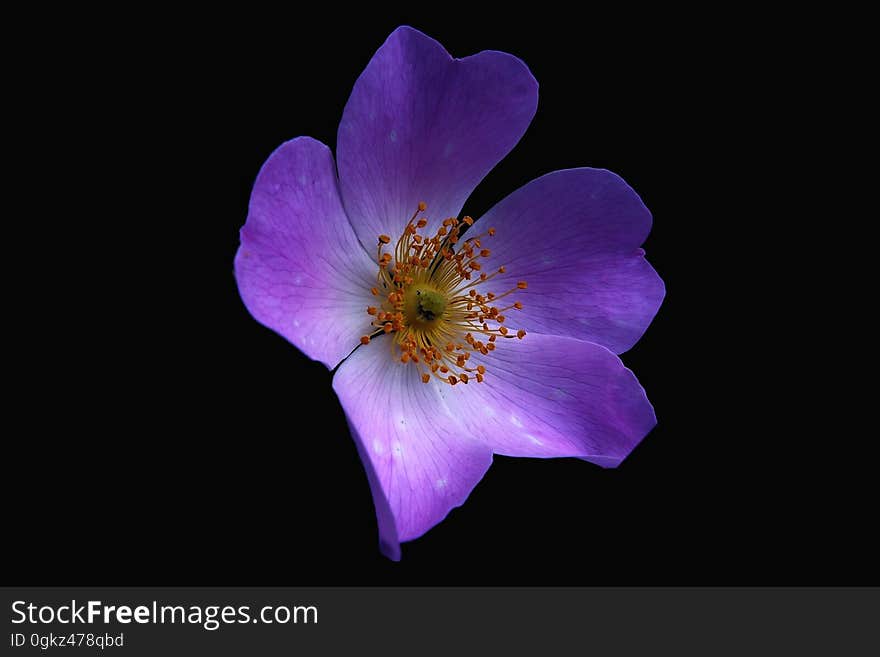 Purple and White 5 Petaled Florwer