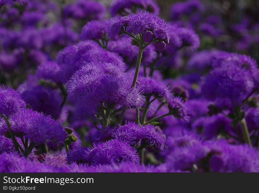 Purple Flower in Focus Photography