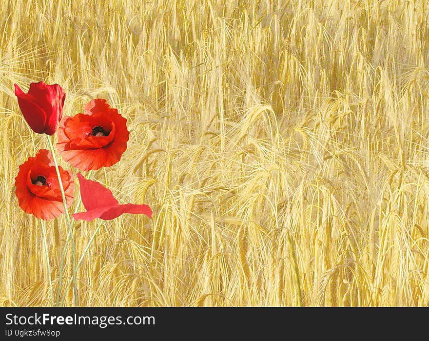 Red Petaled Flower Near Yellow Grass during Daytime