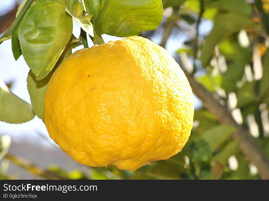 Lemon Fruit on Branch during Day Time