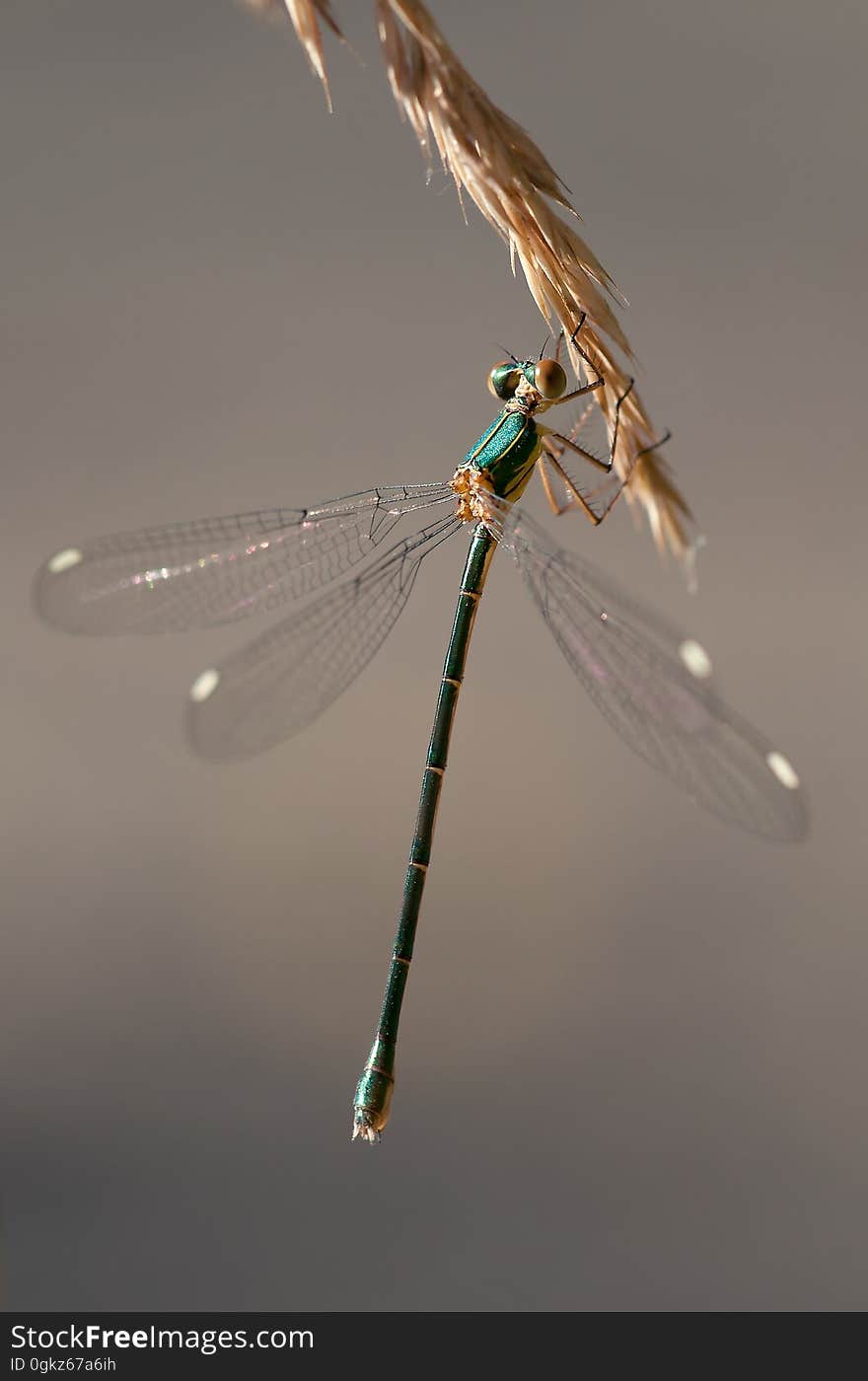 Green and Brown Dragon Fly on Wheat Plant