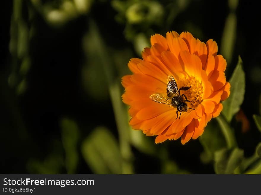 Black and Yellow Honey Bee Perch Orange Petaled Flower