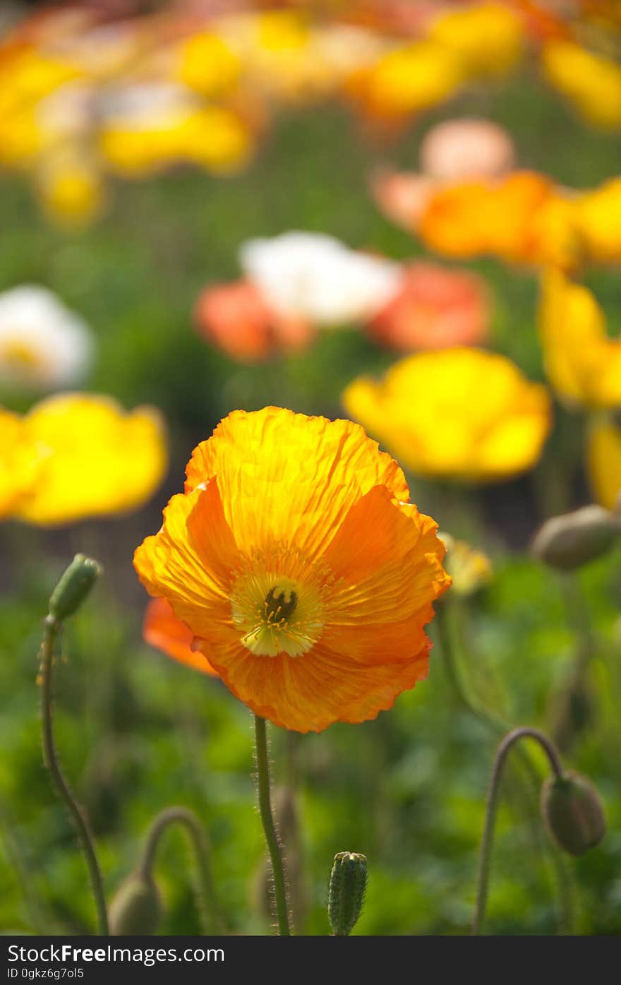 Orange poppy flowers in sunlight field. Orange poppy flowers in sunlight field.