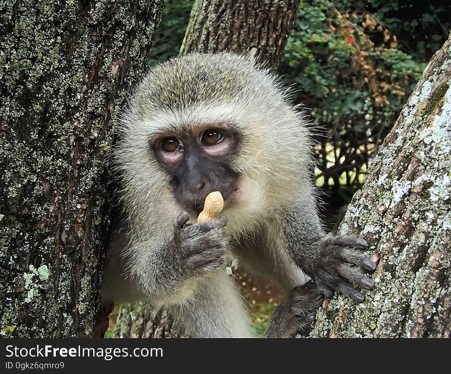 Gray and Black Monkey Holding Peanut