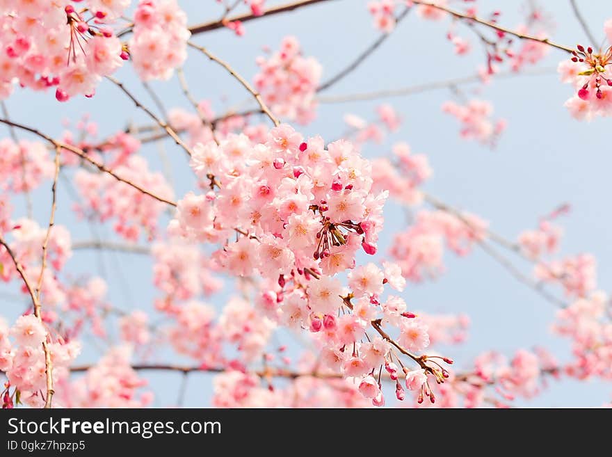 Blossom, Flower, Pink, Cherry Blossom