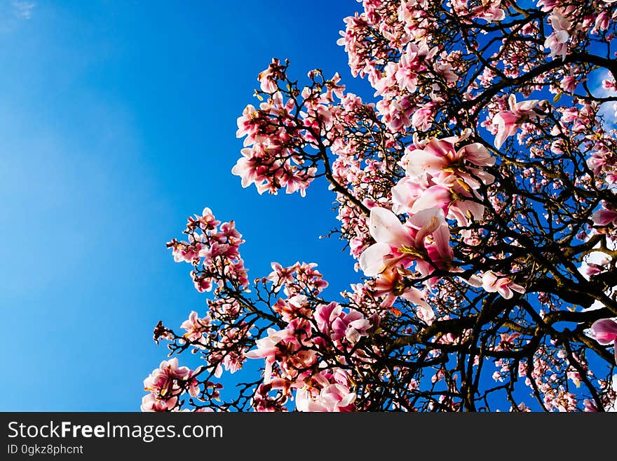 Outdoor Up Right Image of the Pink Flowers during Daytime