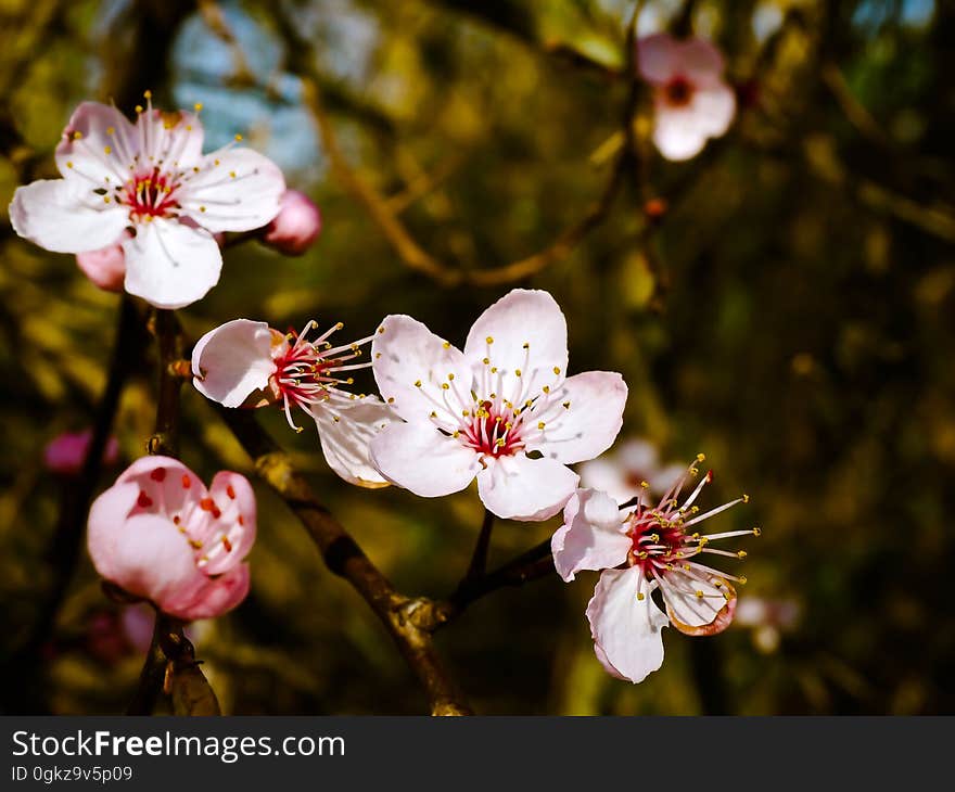 Blossom, Flower, Spring, Pink