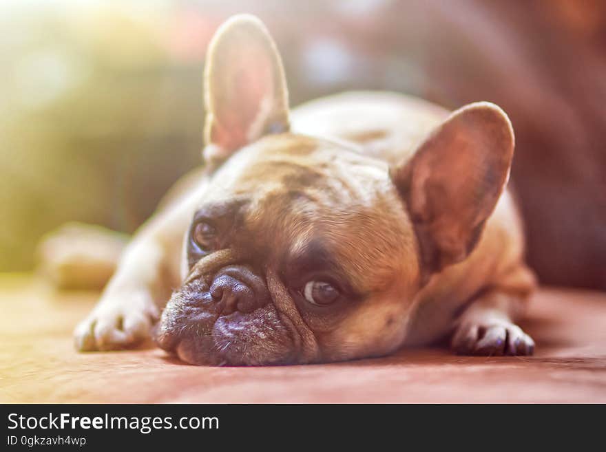 Dog, Dog Like Mammal, Dog Breed, French Bulldog