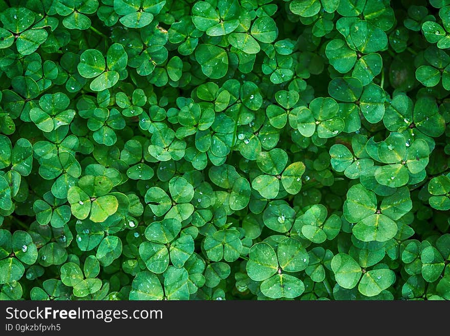 Green, Leaf, Plant, Grass