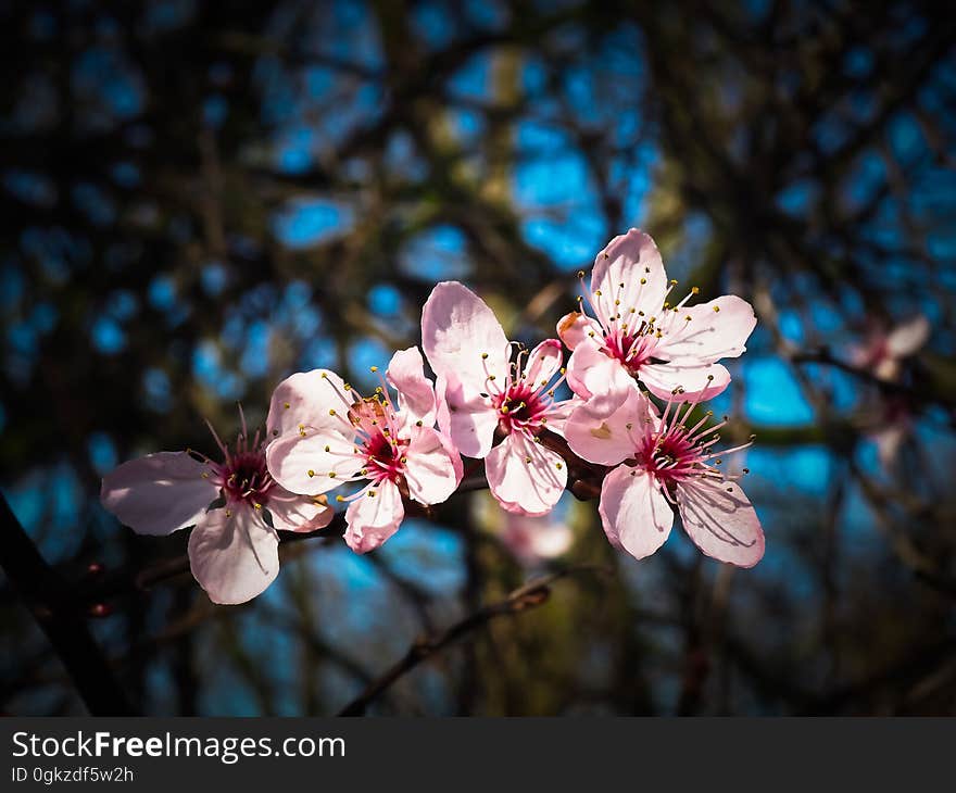 Blossom, Flower, Pink, Spring