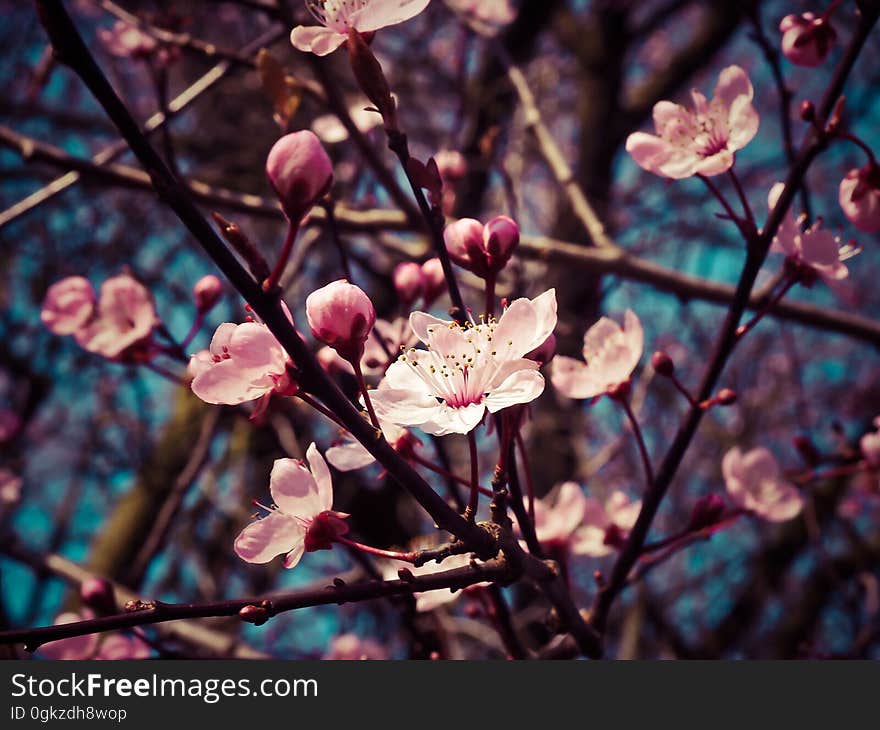 Blossom, Plant, Pink, Branch