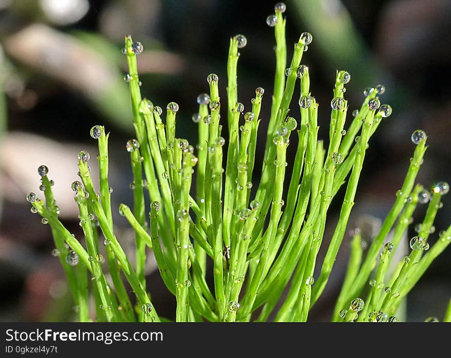 Plant, Grass, Herb, Plant Stem